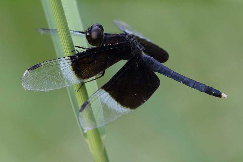 J19_9246 Neurothemis tullia male.JPG